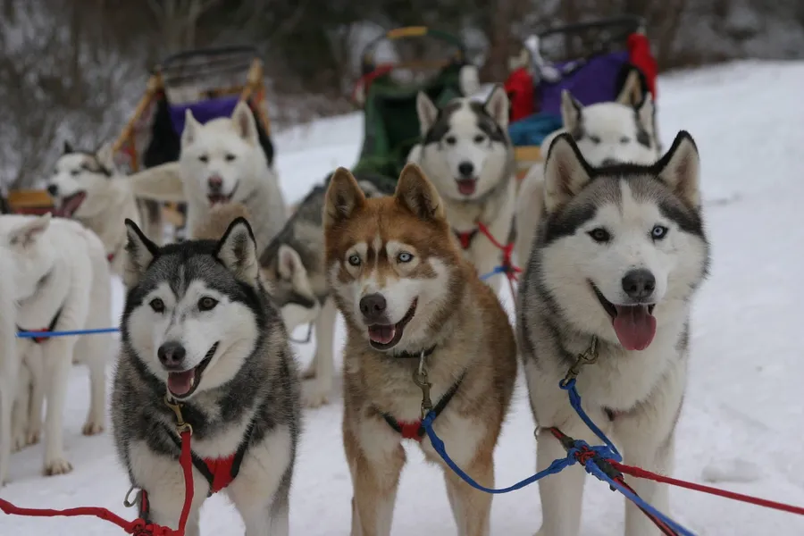 Three huskies in harnesses looking at the camera on a snowy trail, with more dogs and sleds behind them.